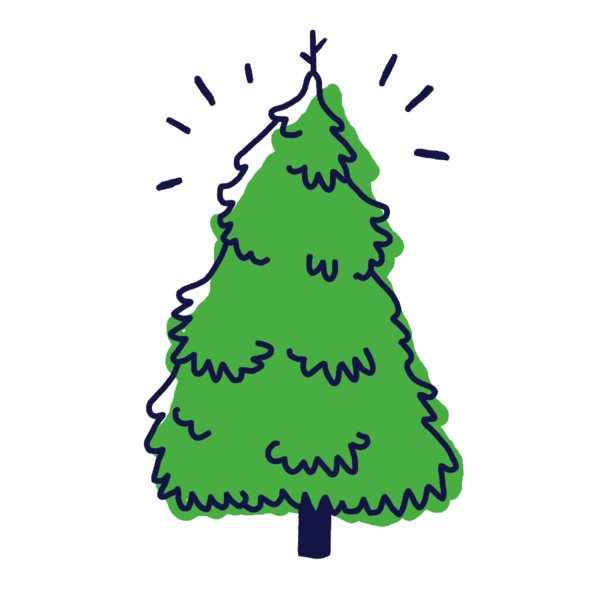 Transparent Christmas Tree Fraser Fir Spruce Fir Pine Family for Christmas