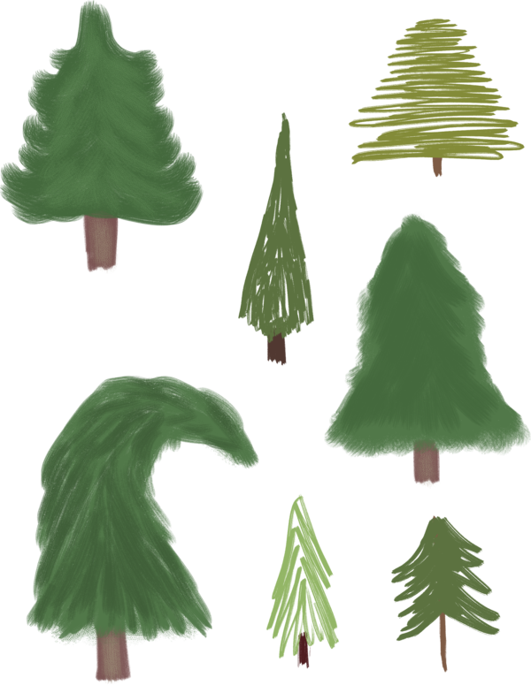 Transparent Fir Spruce Pine Pine Family for Christmas