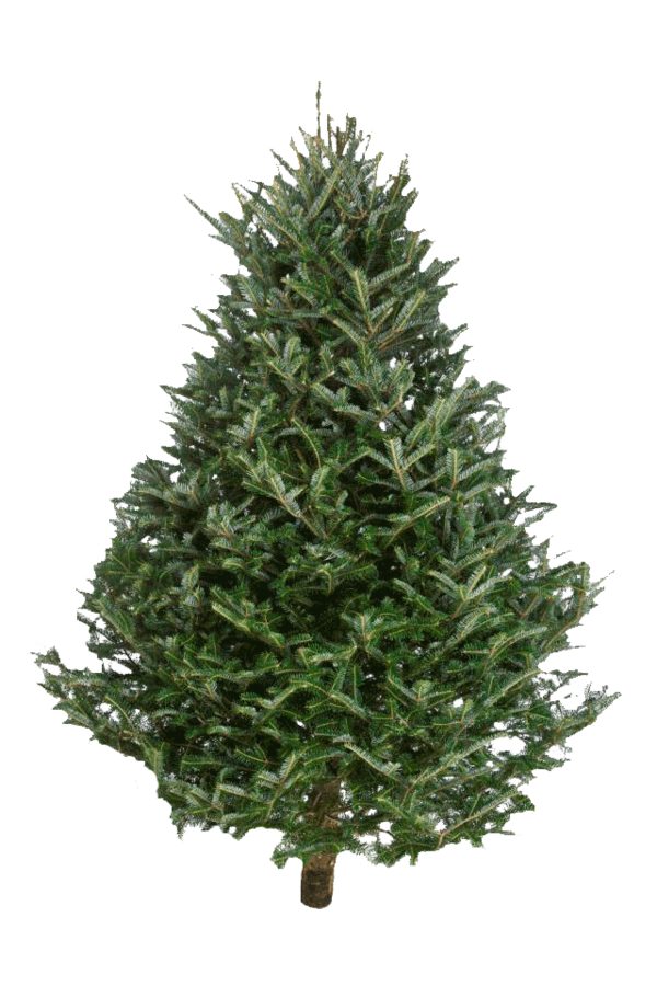 Transparent Fraser Fir Nordmann Fir Christmas Tree Fir Pine Family for Christmas