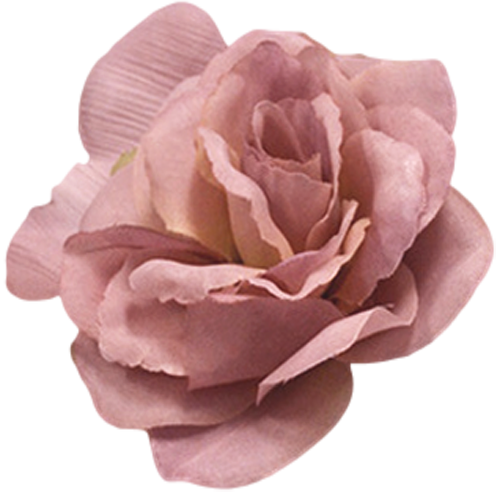 Transparent Centifolia Roses Flower Rose Pink for Valentines Day