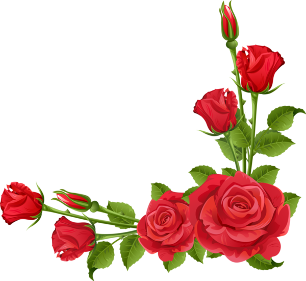 Transparent Borders And Frames Rose Floral Design Garden Roses Flower for Valentines Day