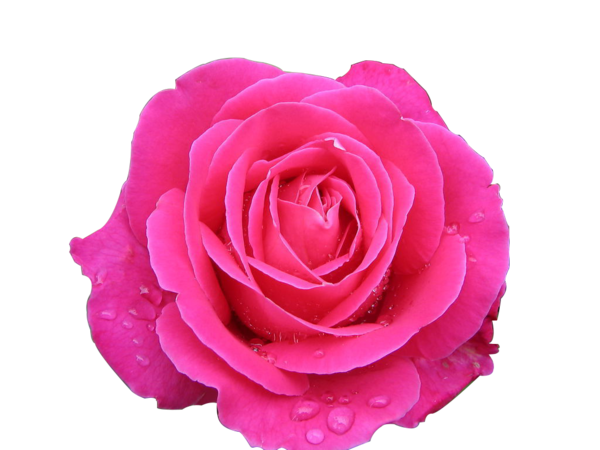 Transparent Garden Roses Centifolia Roses Beach Rose Pink Plant for Valentines Day