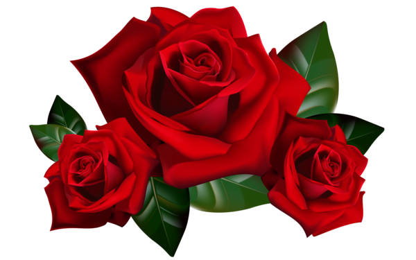 Transparent Rose Flower Editing Petal Plant for Valentines Day