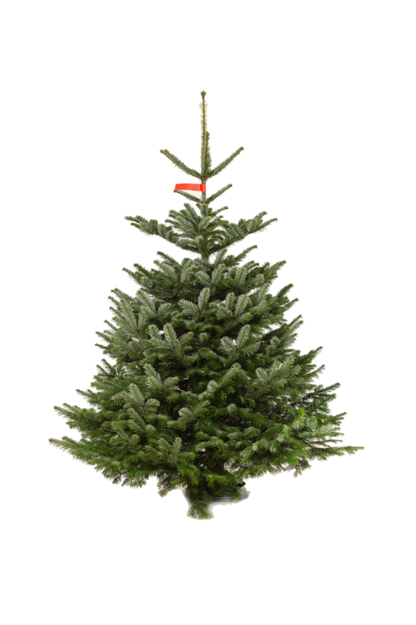 Transparent Artificial Christmas Tree Prelit Tree Christmas Tree Fir Pine Family for Christmas