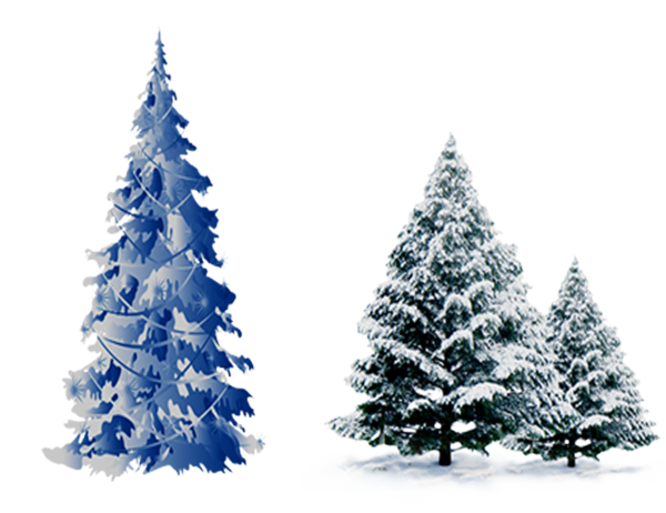 Transparent Christmas Tree Cedar Pine Fir Pine Family for Christmas