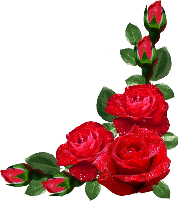Transparent Flower Rose Picture Frames Petal Plant for Valentines Day