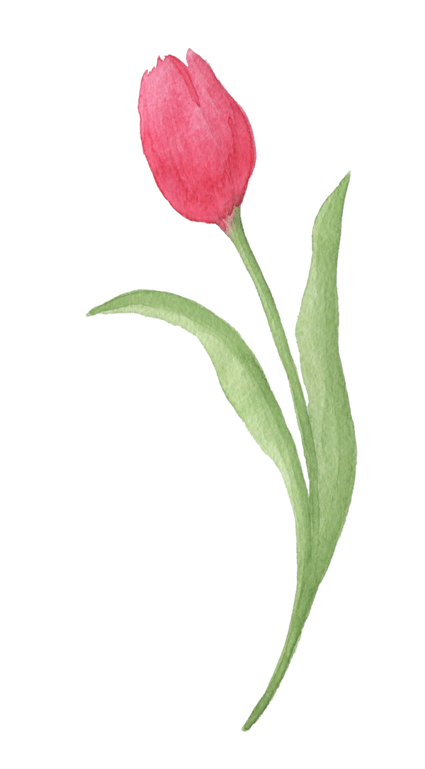 Transparent Tulip Watercolor Painting Red Pink Plant for Valentines Day