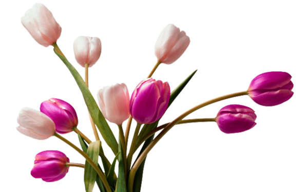 Transparent Tulip Vase Flower Pink Plant for Valentines Day