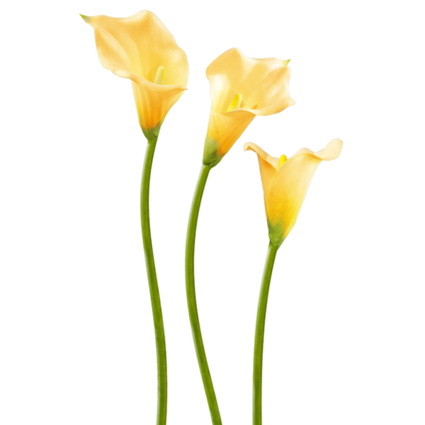 Transparent Easter Lily Flower Calla Lily Yellow for Easter