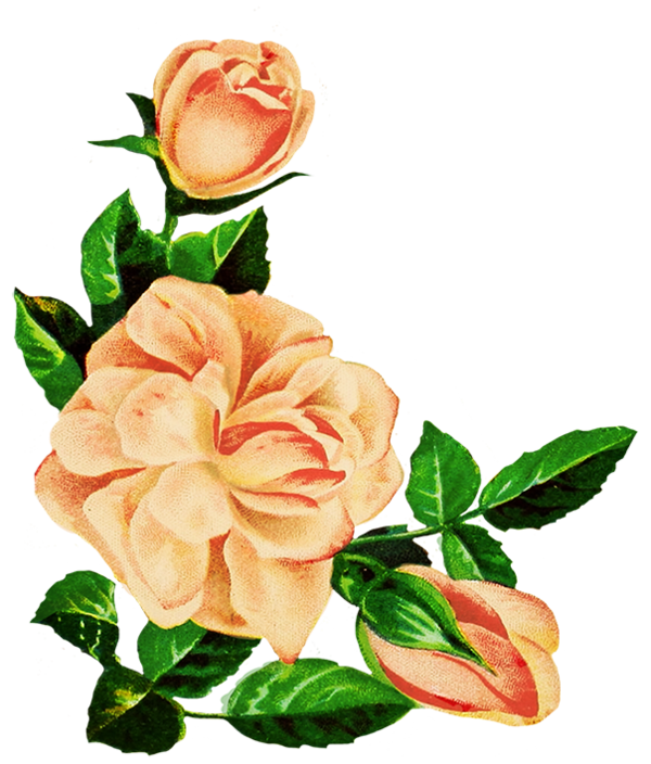 Transparent Garden Roses Centifolia Roses Drawing Petal Plant for Valentines Day