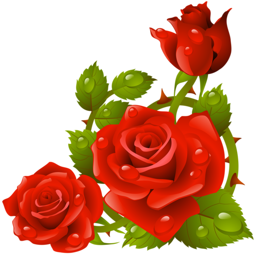 Transparent Rose Flower Garden Roses Petal Plant for Valentines Day