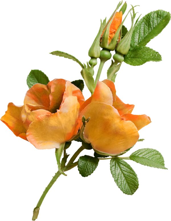 Transparent Flower Garden Roses Floral Design Plant for Valentines Day