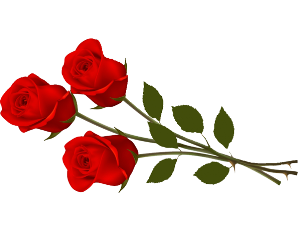 Transparent Rose Presentation Rasterisation Petal Plant for Valentines Day