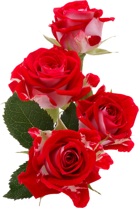 Transparent Flower Bouquet Flower Rose for Valentines Day