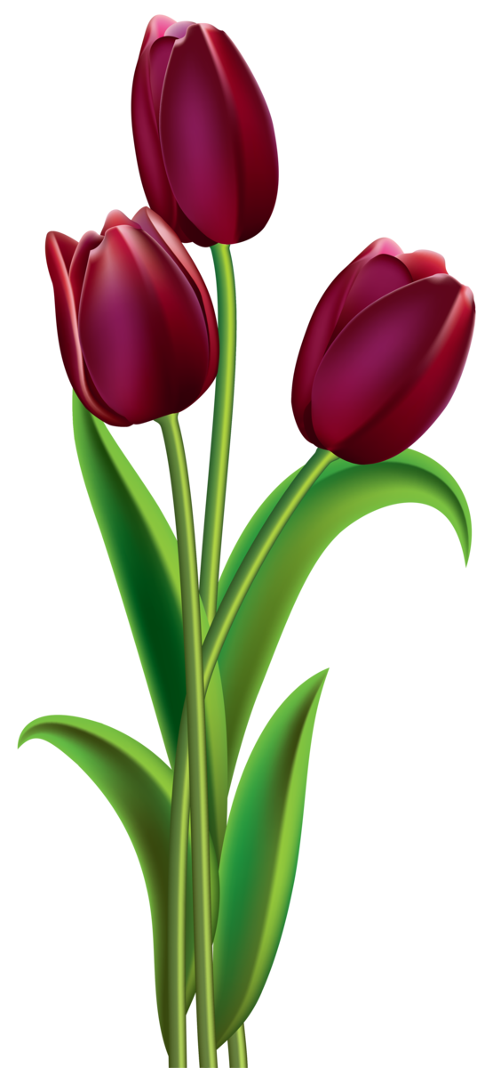 Transparent Indira Gandhi Memorial Tulip Garden Tulip Red Plant Flower for Valentines Day