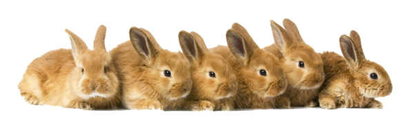 Transparent Easter Bunny Rabbit Puppy Fur Hare for Easter