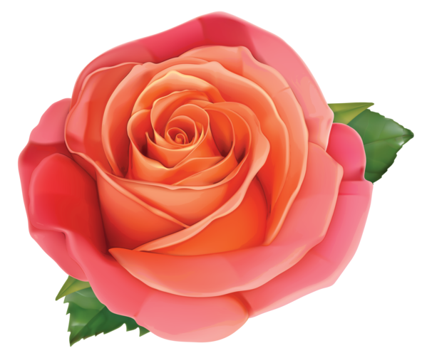 Transparent Rose Pink Flower Petal Plant for Valentines Day