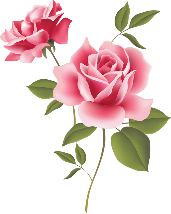 Transparent Rose Pink Free Plant for Valentines Day