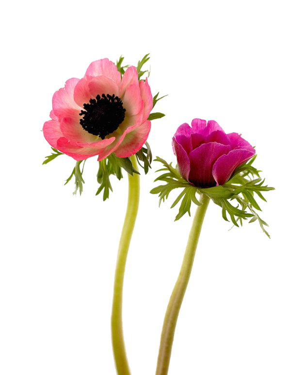 Transparent Anemone Coronaria Flower Sea Anemone Pink Plant for Valentines Day