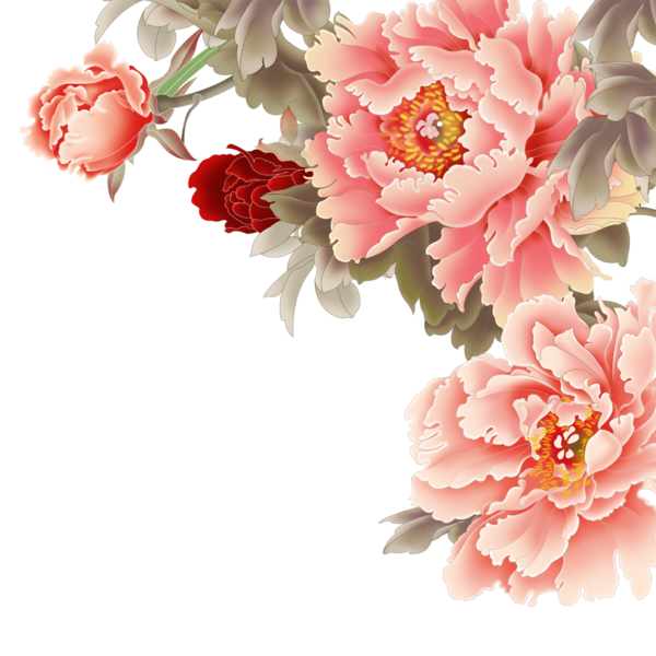Transparent Peony Flower Moutan Peony Pink Plant for Valentines Day