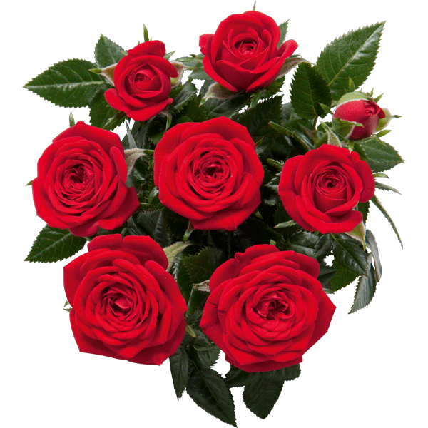 Transparent Garden Roses Rose Flower for Valentines Day