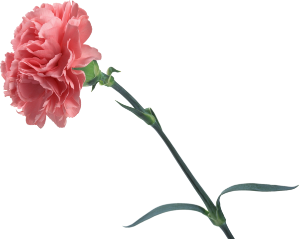 Transparent Carnation Flower Cut Flowers Pink Plant for Valentines Day
