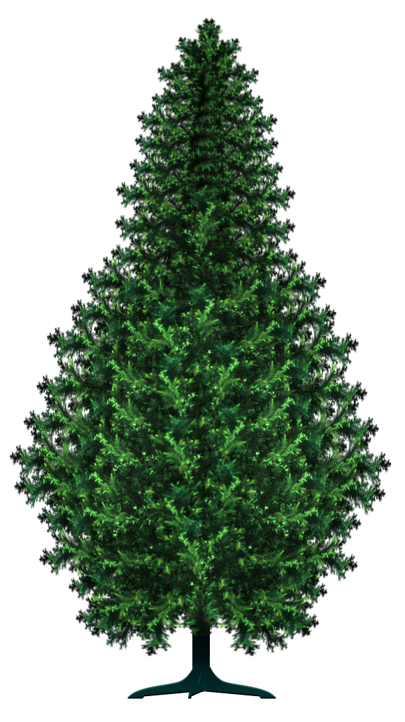 Transparent Spruce Pine Tree Fir Pine Family for Christmas