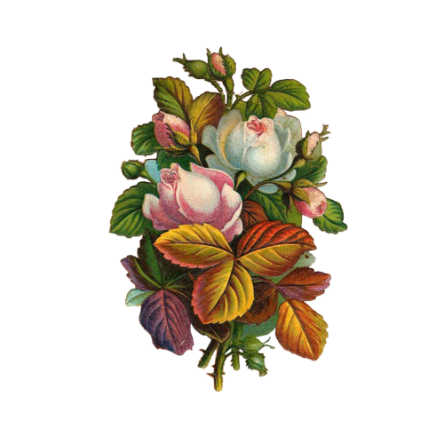Transparent Victorian Era Poster Rose Plant Flower for Valentines Day