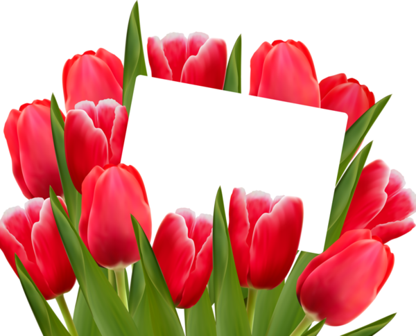 Transparent Indira Gandhi Memorial Tulip Garden Borders And Frames Tulip Petal for Valentines Day