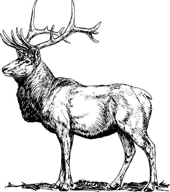 Transparent Elk Deer Moose Wildlife for Christmas