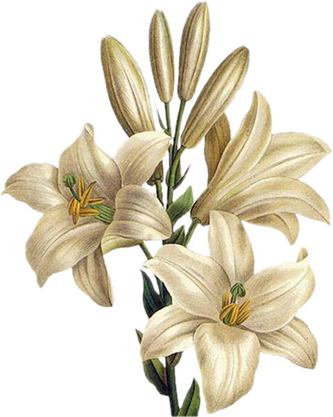 Transparent Lilium Stargazer Tiger Lily Drawing Plant Flower for Easter