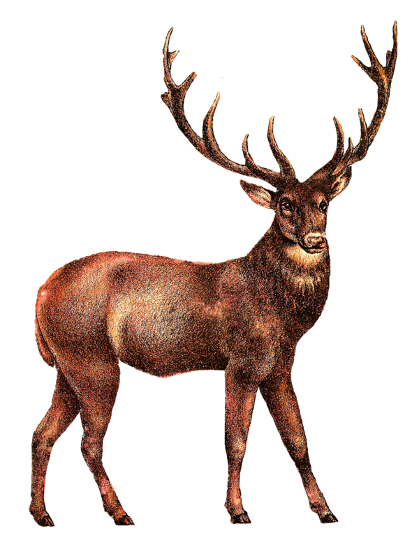 Transparent Deer Whitetailed Deer Elk Wildlife for Christmas