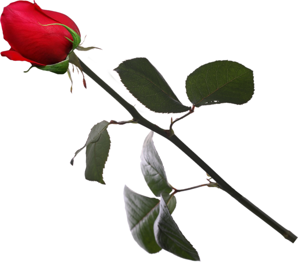 Transparent Rose Rosaceae Garden Roses Plant Flower for Valentines Day