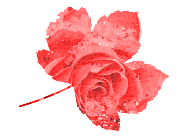Transparent Garden Roses Carnation Rose Red Flower for Valentines Day