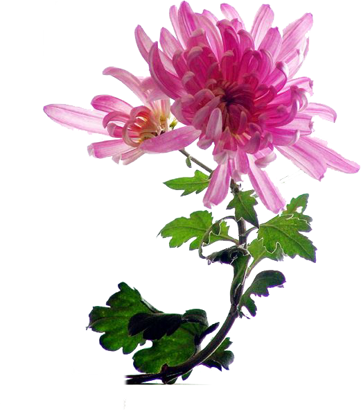 Transparent Chrysanthemum Indicum Flower Pink Plant for Valentines Day
