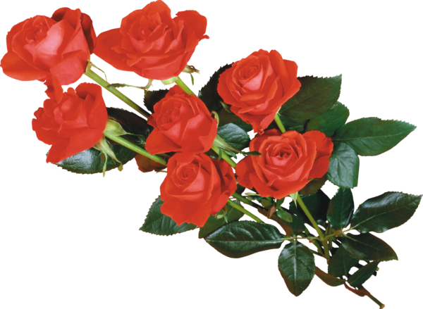 Transparent Flower Message Love Rose for Valentines Day