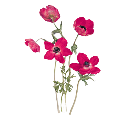 Transparent Anemone Coronaria Drawing Poppy Plant Flower for Valentines Day