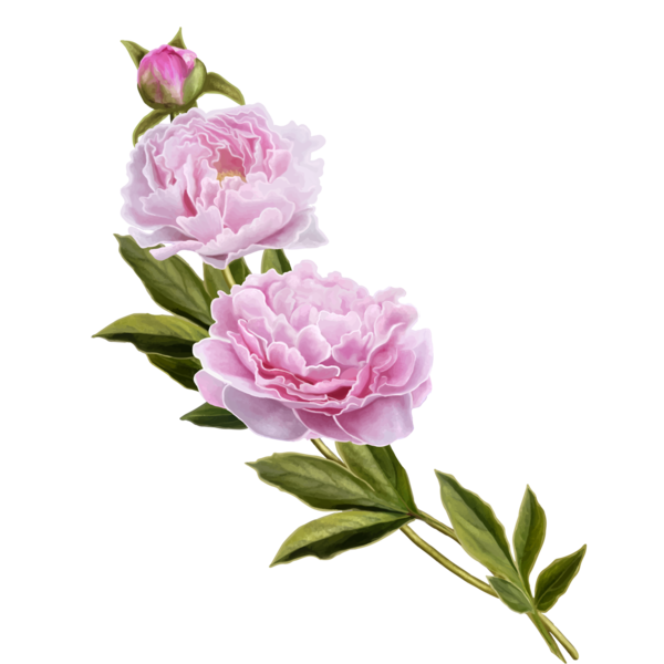 Transparent Centifolia Roses Peony Pink Plant for Valentines Day