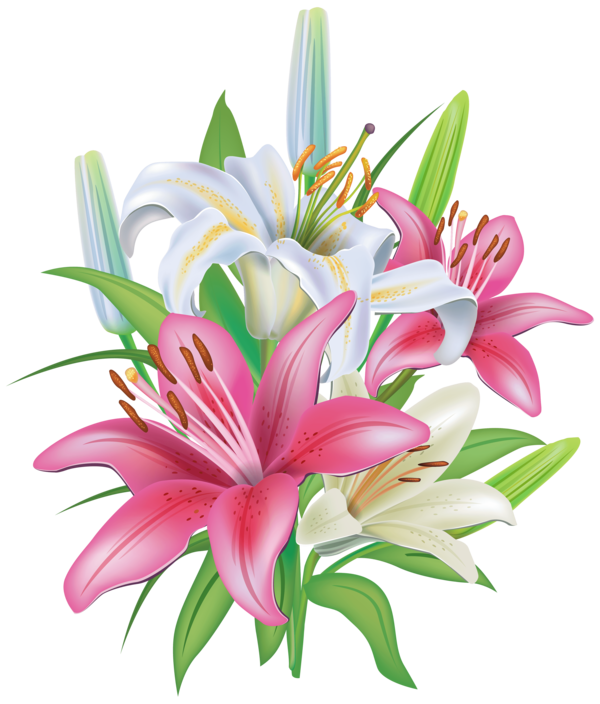 Transparent Easter Lily Tiger Lily Flower Pink Plant for Easter