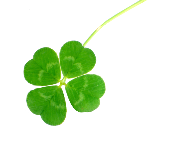 Transparent Fourleaf Clover Clover Leaf Shamrock for St Patricks Day