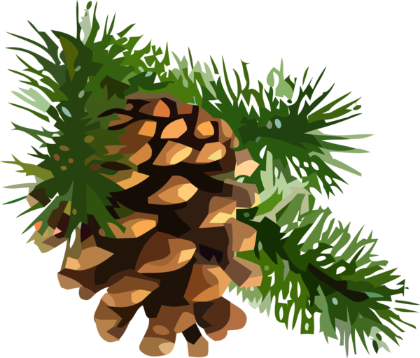 Transparent christmas sugar pine Columbian spruce shortleaf black spruce for Christmas Ornament for Christmas