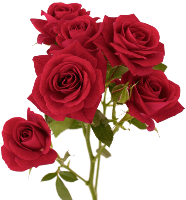 Transparent Red Flower Color Petal Plant for Valentines Day