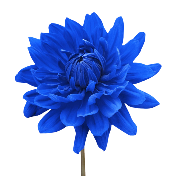 Transparent Flower White Blue Plant for Valentines Day