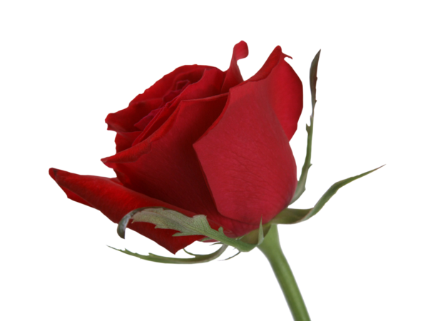 Transparent Rose Garden Roses Cut Flowers Petal Plant for Valentines Day