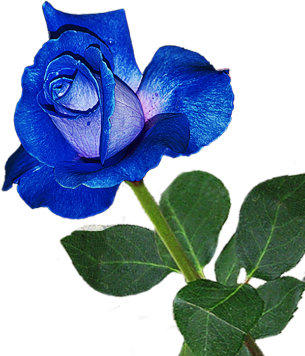 Transparent Blue Rose Flower Blue Cobalt Blue for Valentines Day
