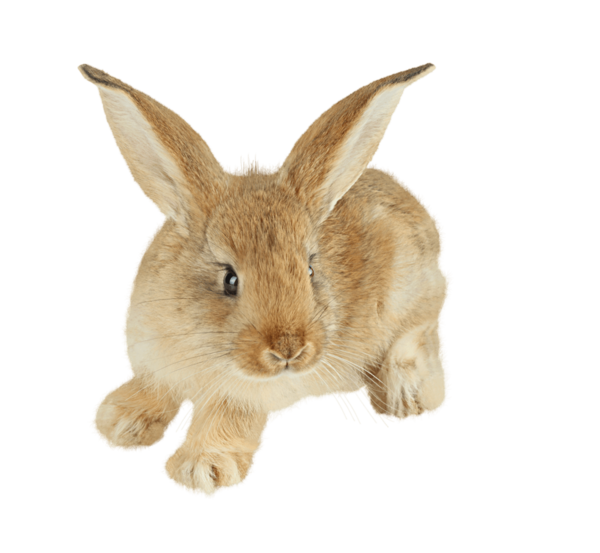 Transparent Easter Bunny Hare Cottontail Rabbit Fur for Easter