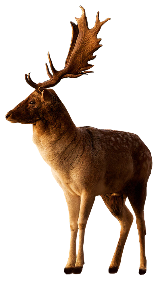 Transparent Moose Deer Tutorial Reindeer for Christmas