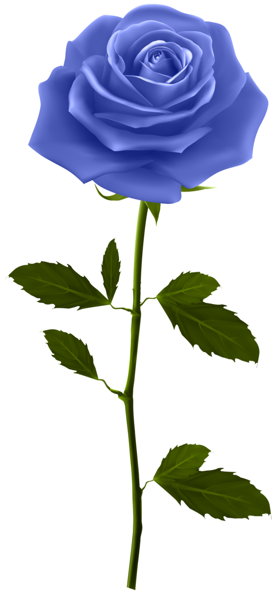 Transparent Rose Blue Rose Flower Blue Plant for Valentines Day