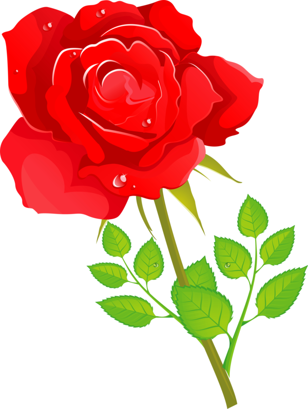 Transparent Garden Roses Cabbage Rose Floribunda Flower for Valentines Day