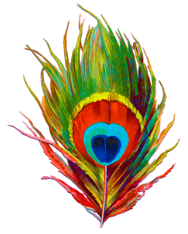 Transparent Krishna Bird Feather for Janmashtami